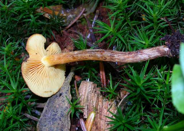 2005 :  Un anno di funghi